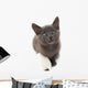 Grey Kitten with a Bandage on Its Paw 