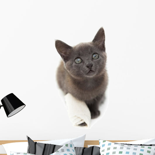 Grey Kitten with a Bandage on Its Paw 