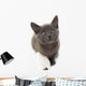 Grey Kitten with a Bandage on Its Paw 