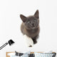 Grey Kitten with a Bandage on Its Paw 