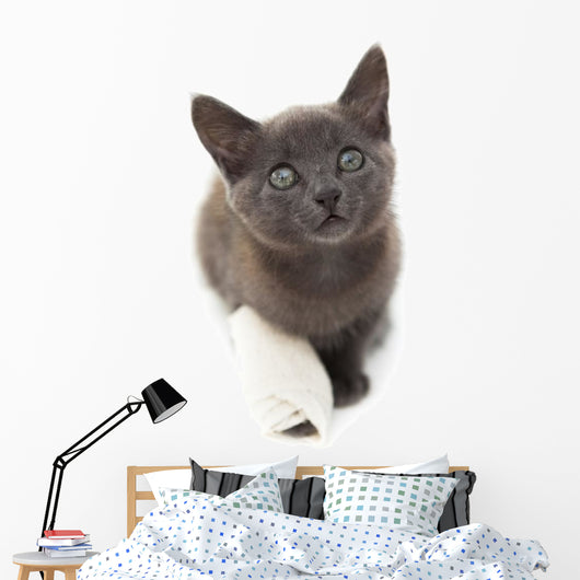 Grey Kitten with a Bandage on Its Paw 