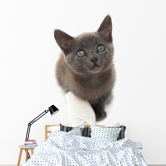 Grey Kitten with a Bandage on Its Paw 