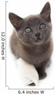 Grey Kitten with a Bandage on Its Paw 