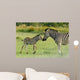 Zebra foal welcomes parent 