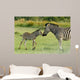 Zebra foal welcomes parent 