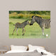 Zebra foal welcomes parent 