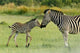 Zebra foal welcomes parent 