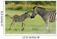 Zebra foal welcomes parent 