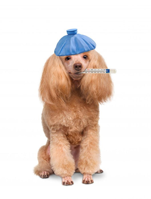 Sick Dog. Wall Decal