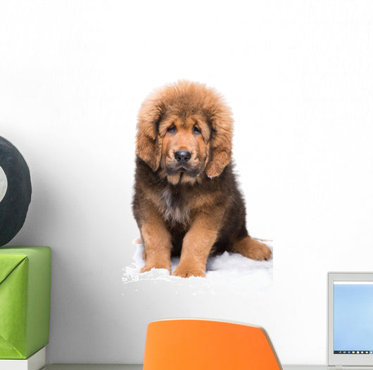 Little Security Guard -  Red Puppy of Tibetan Mastiff 