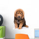 Little Security Guard -  Red Puppy of Tibetan Mastiff 