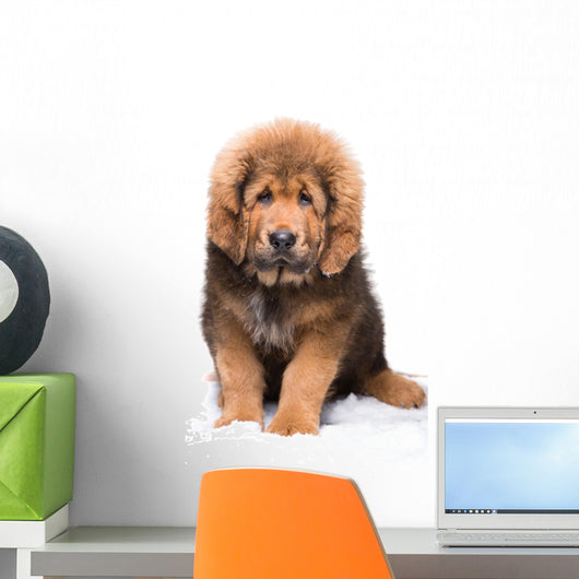 Little Security Guard -  Red Puppy of Tibetan Mastiff 