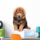 Little Security Guard -  Red Puppy of Tibetan Mastiff 