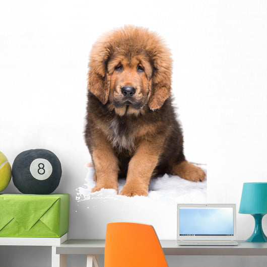Little Security Guard -  Red Puppy of Tibetan Mastiff 