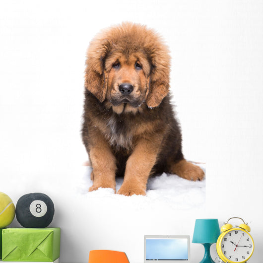 Little Security Guard -  Red Puppy of Tibetan Mastiff 