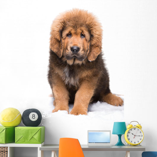 Little Security Guard -  Red Puppy of Tibetan Mastiff 