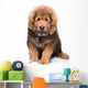 Little Security Guard -  Red Puppy of Tibetan Mastiff 