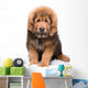 Little Security Guard -  Red Puppy of Tibetan Mastiff 