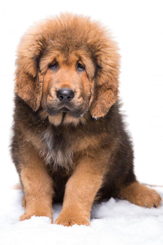 Little Security Guard -  Red Puppy of Tibetan Mastiff 
