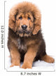 Little Security Guard -  Red Puppy of Tibetan Mastiff 