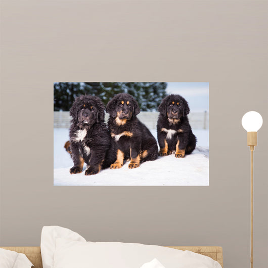 three black puppies of Tibetan mastiff Wall Mural