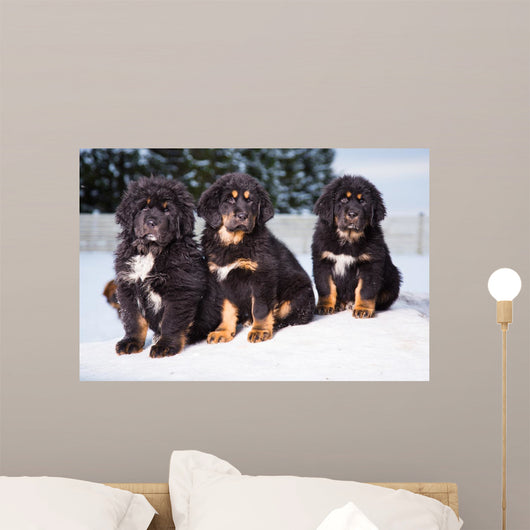 three black puppies of Tibetan mastiff Wall Mural
