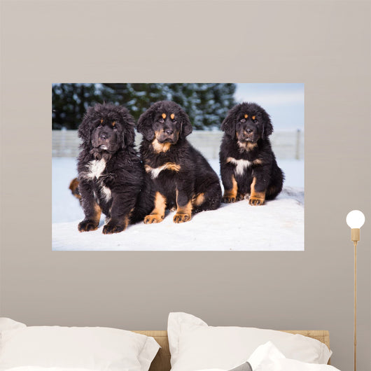 three black puppies of Tibetan mastiff Wall Mural
