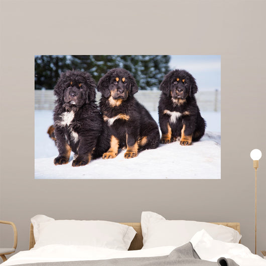 three black puppies of Tibetan mastiff Wall Mural