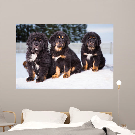 three black puppies of Tibetan mastiff Wall Mural