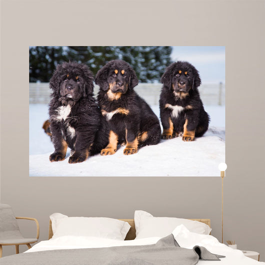 three black puppies of Tibetan mastiff Wall Mural