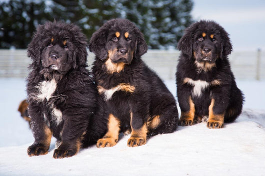 three black puppies of Tibetan mastiff Wall Mural