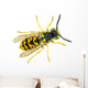 European paper wasp Vespula germanica Wall Mural