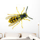 European paper wasp Vespula germanica Wall Mural