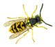 European paper wasp Vespula germanica Wall Mural