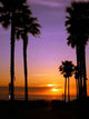 California Sunset Wall Decal