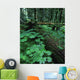 Ferns And Bushes On Forest Floor Wall Mural