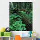 Ferns And Bushes On Forest Floor Wall Mural