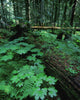 Ferns And Bushes On Forest Floor Wall Mural