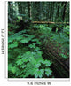 Ferns And Bushes On Forest Floor Wall Mural