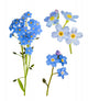 Set of Forget-Me-Not Blue Flowers Wall Decal
