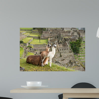 Llama Machu Picchu Peru shown on a wall