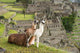 Llama at Machu Picchu, Peru. 