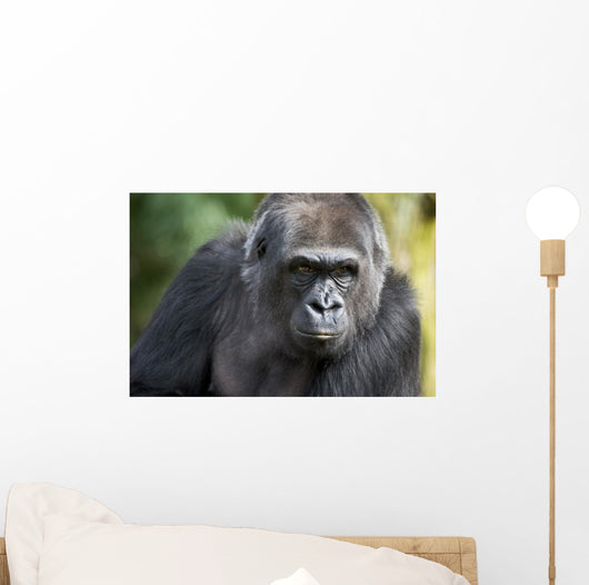 Gorilla PortÃ¤t Wall Mural