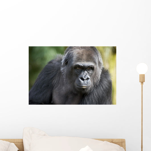 Gorilla PortÃ¤t Wall Mural