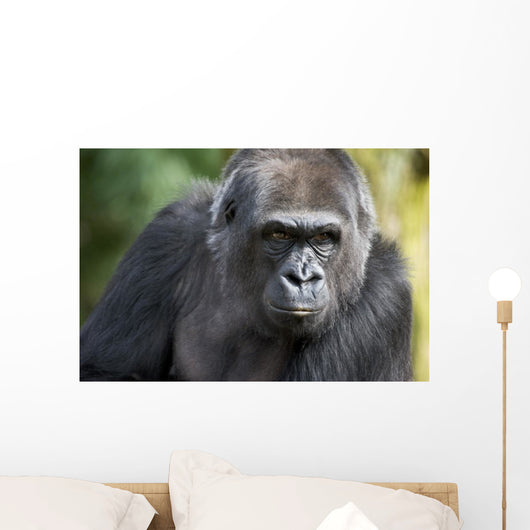Gorilla PortÃ¤t Wall Mural