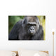Gorilla PortÃ¤t Wall Mural