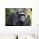Gorilla PortÃ¤t Wall Mural