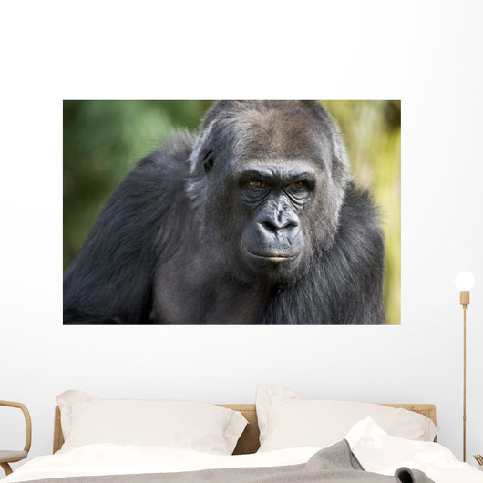 Gorilla PortÃ¤t Wall Mural