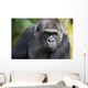 Gorilla PortÃ¤t Wall Mural