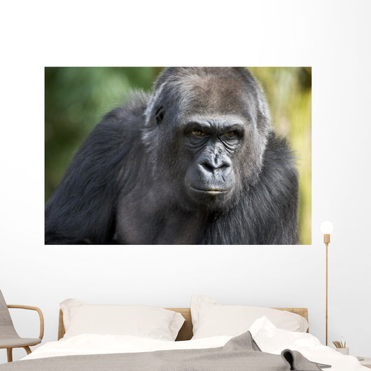 Gorilla PortÃ¤t Wall Mural
